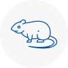 Rat Control Ayr
