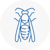 Ayr Wasp Nest Removal